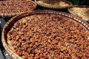 Fakta tentang Kopi Luwak