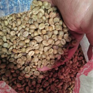 Beda Robusta dan Arabika