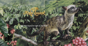 produsen terpercaya untuk membeli kopi luwak