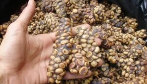 Cara Memilih Kopi Luwak Asli yang Berkualitas