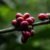 Mengenal Kopi dan Anggota Keluarganya